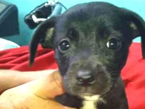 Cachorro raça Srd idade Abaixo de 2 meses nome CÃEZINHOS FILHOTES 