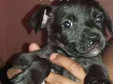 Cachorro ra a Srd idade Abaixo de 2 meses nome CÃEZINHOS FILHOTES 