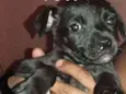 CÃEZINHOS FILHOTES