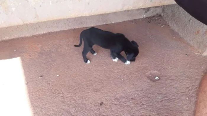 Cachorro raça SRD idade Abaixo de 2 meses nome Escolha