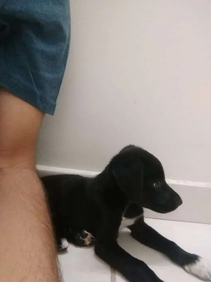 Cachorro raça SRD idade Abaixo de 2 meses nome Escolha