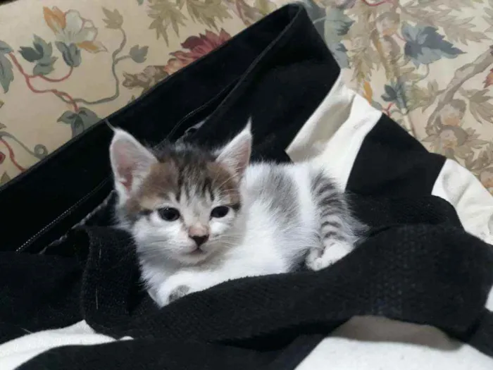 Gato raça SRD-ViraLata idade 2 a 6 meses nome Ariel