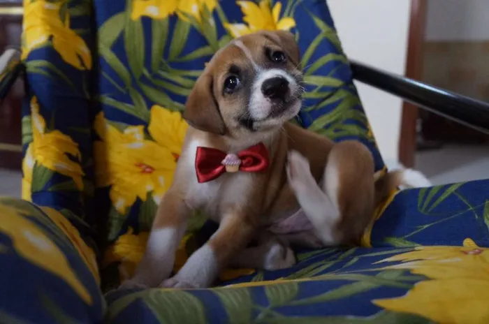Cachorro ra a SRD-ViraLata idade Abaixo de 2 meses nome Arthur
