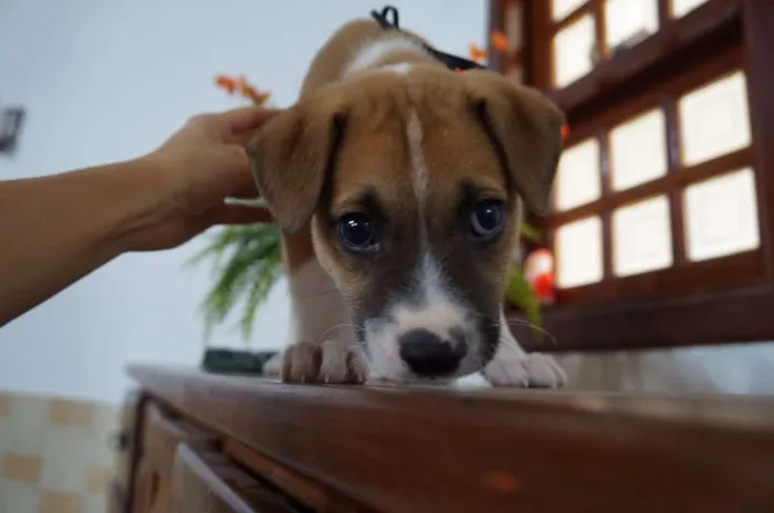 Cachorro ra a SRD-ViraLata idade Abaixo de 2 meses nome Arthur