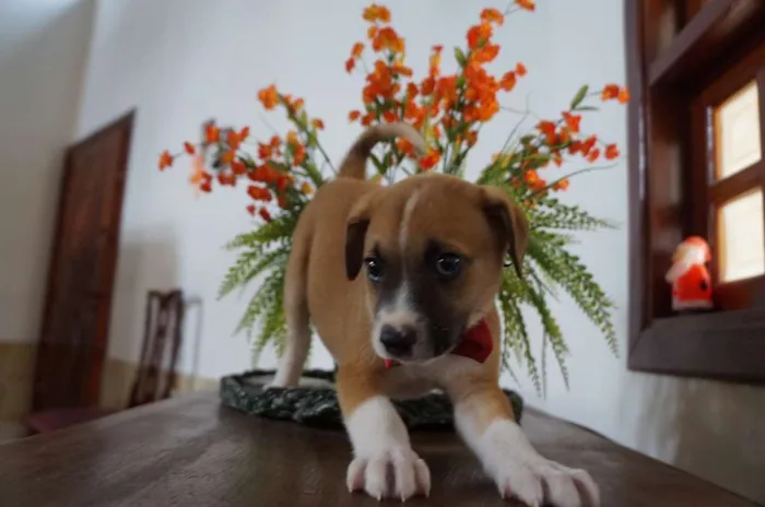 Cachorro ra a SRD-ViraLata idade Abaixo de 2 meses nome Arthur