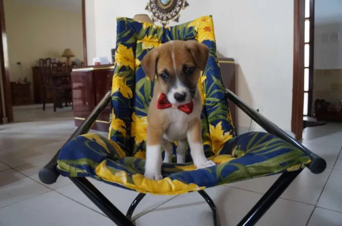 Cachorro ra a SRD-ViraLata idade Abaixo de 2 meses nome Arthur
