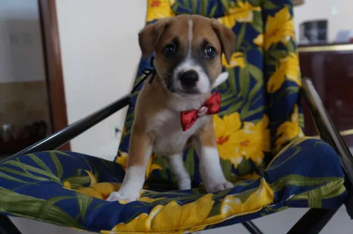 Cachorro ra a SRD-ViraLata idade Abaixo de 2 meses nome Arthur