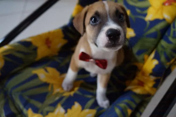 Cachorro ra a SRD-ViraLata idade Abaixo de 2 meses nome Arthur