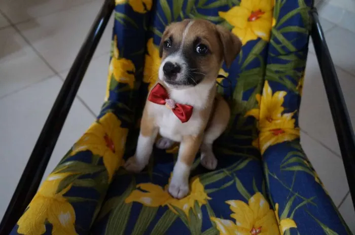 Cachorro ra a SRD-ViraLata idade Abaixo de 2 meses nome Arthur