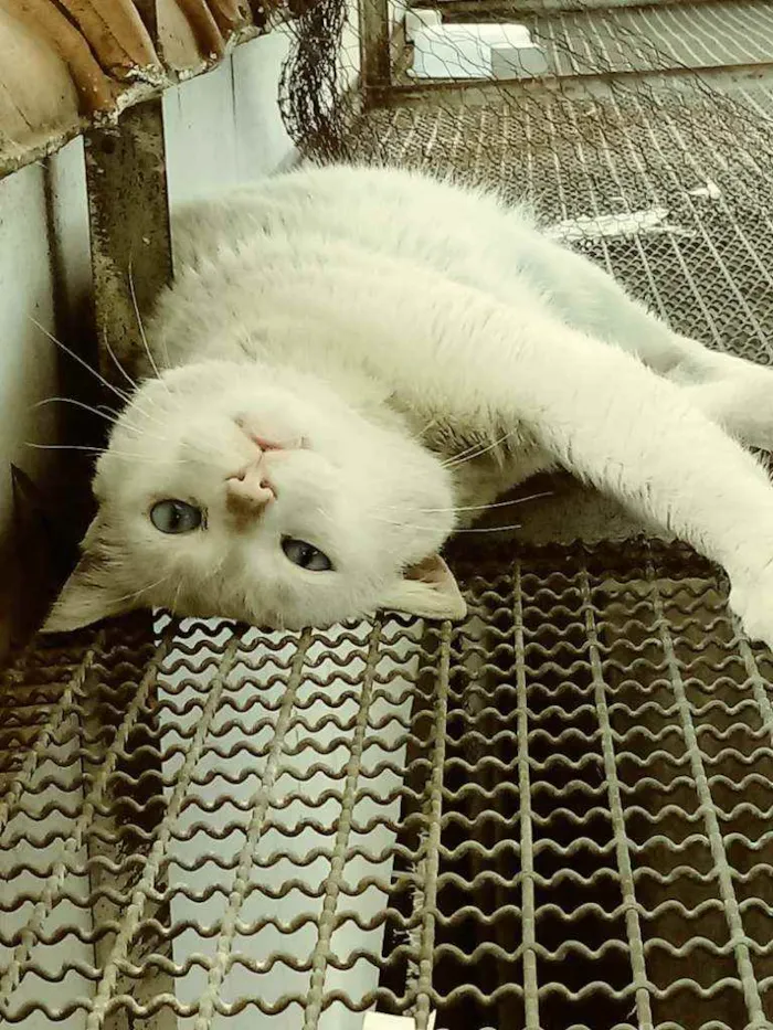 Gato ra a Srd idade 3 anos nome Pompom