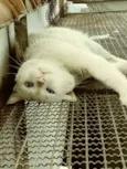 Pompom