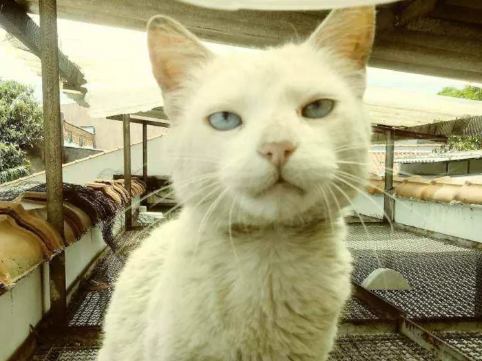 Gato ra a Srd idade 3 anos nome Pompom