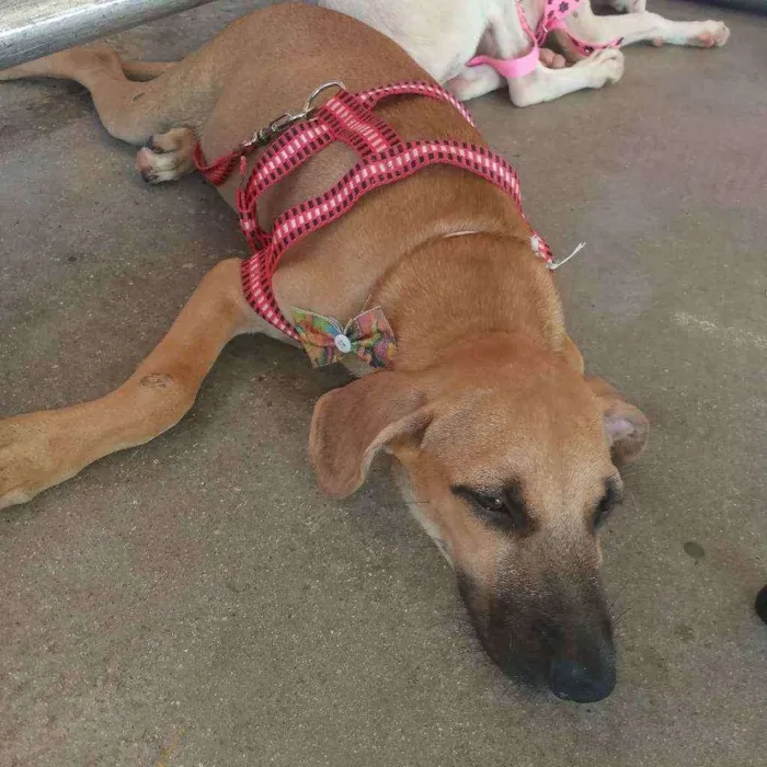 Cachorro ra a Srd idade 2 a 6 meses nome Rafa 