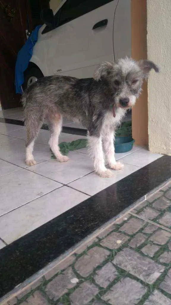 Cachorro ra a Srd idade 1 ano nome Leo