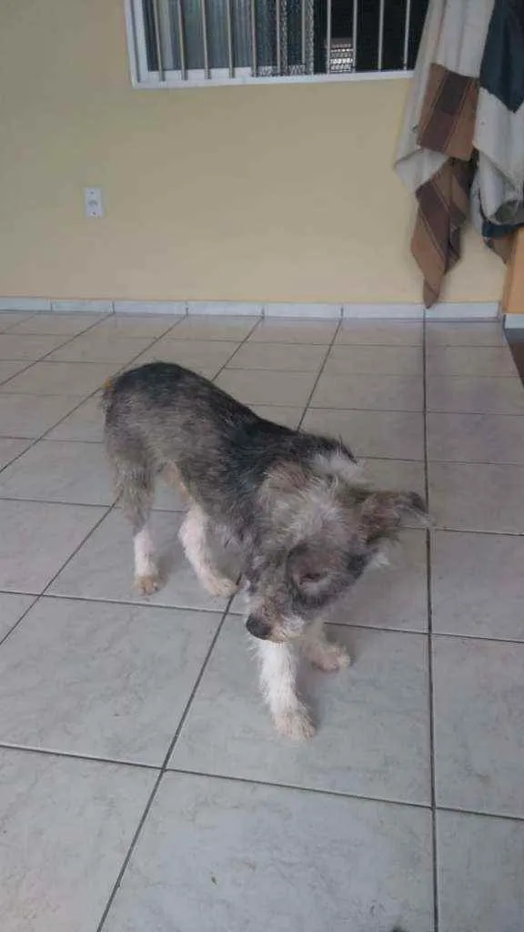 Cachorro ra a Srd idade 1 ano nome Leo