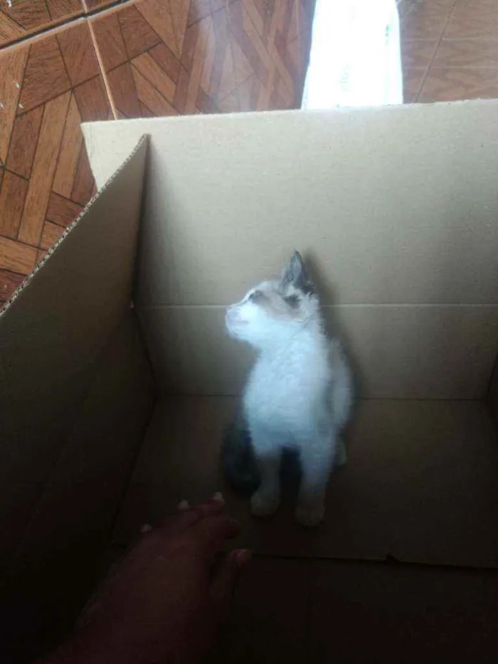 Gato ra a Gato idade 2 a 6 meses nome Mia