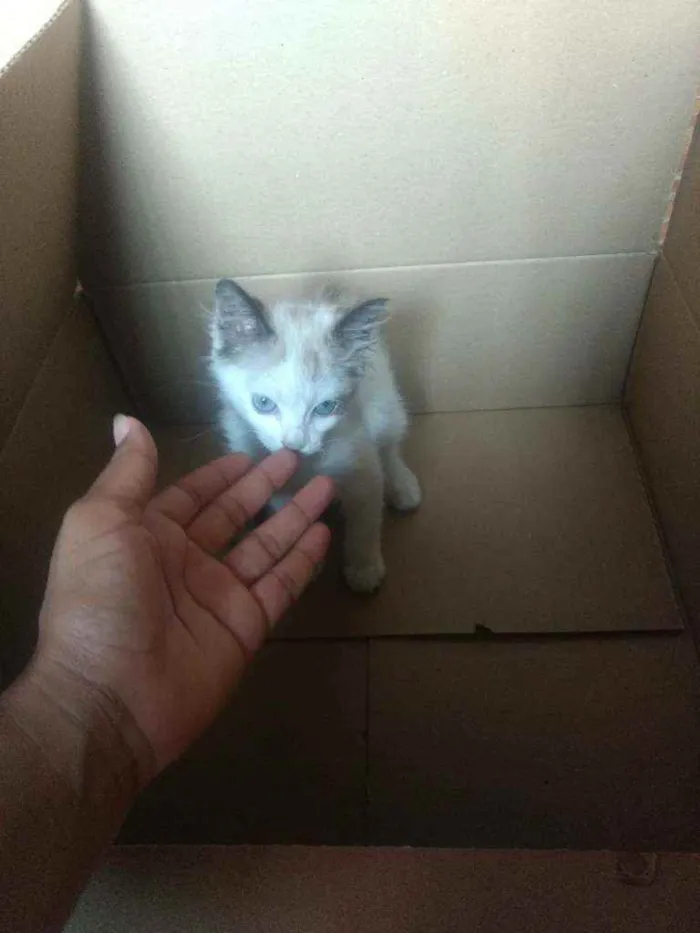 Gato ra a Gato idade 2 a 6 meses nome Mia
