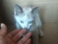 Mia
