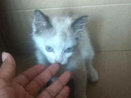 Gato ra a Gato idade 2 a 6 meses nome Mia