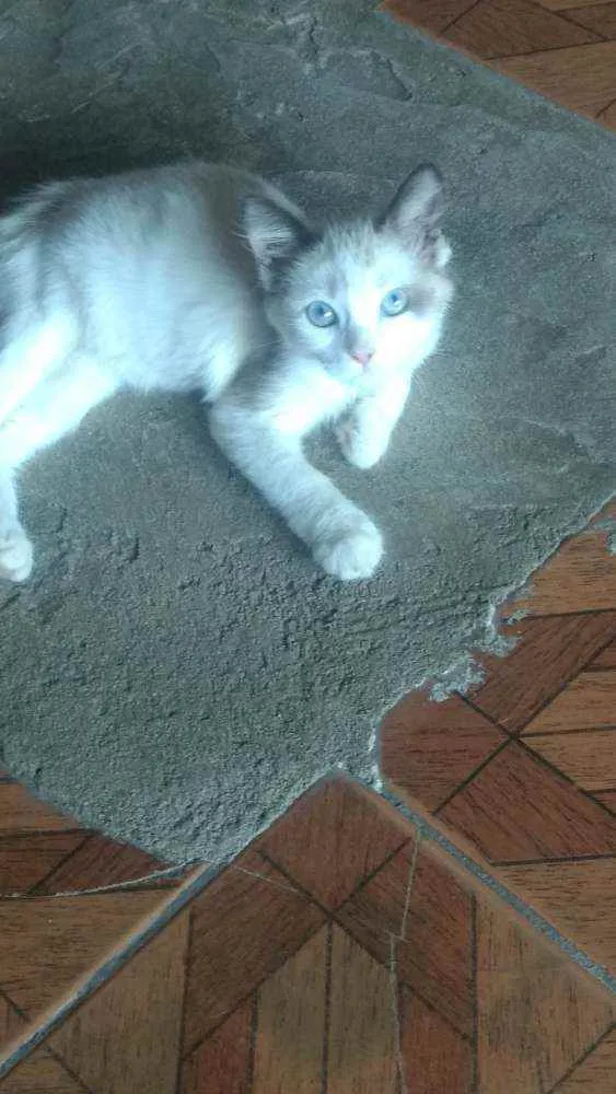 Gato ra a Gato idade 2 a 6 meses nome Mia