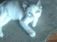 Mia