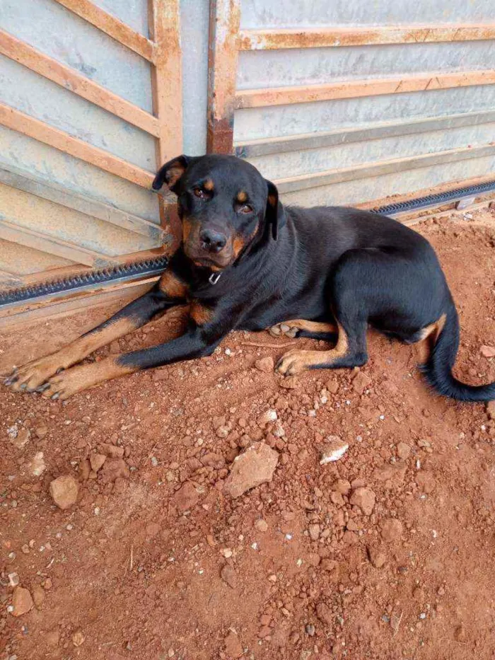 Cachorro ra a Rotweiler idade 3 anos nome Flora
