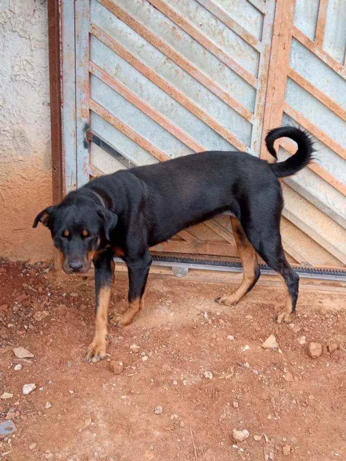 Cachorro ra a Rotweiler idade 3 anos nome Flora
