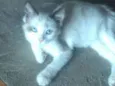 Mia