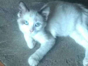 Gato raça Gato idade 2 a 6 meses nome Mia