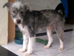 Cachorro raça Srd idade 1 ano nome Leo
