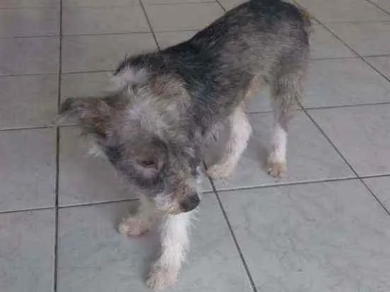 Cachorro ra a Srd idade 1 ano nome Leo