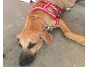 Cachorro raça Srd idade 2 a 6 meses nome Rafa 