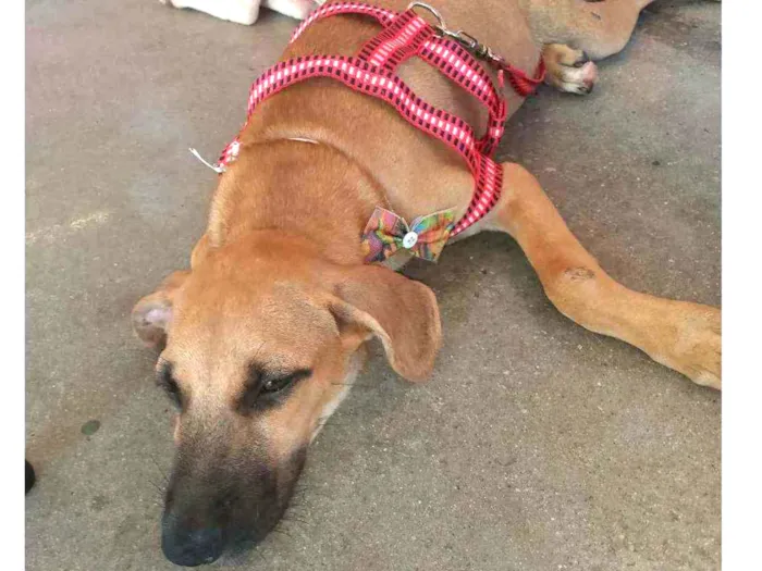 Cachorro ra a Srd idade 2 a 6 meses nome Rafa 