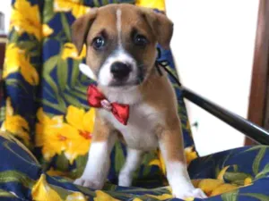 Cachorro raça SRD-ViraLata idade Abaixo de 2 meses nome Arthur