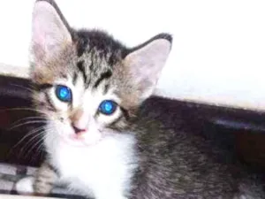 Gato raça Mestiços  idade Abaixo de 2 meses nome Não tem 