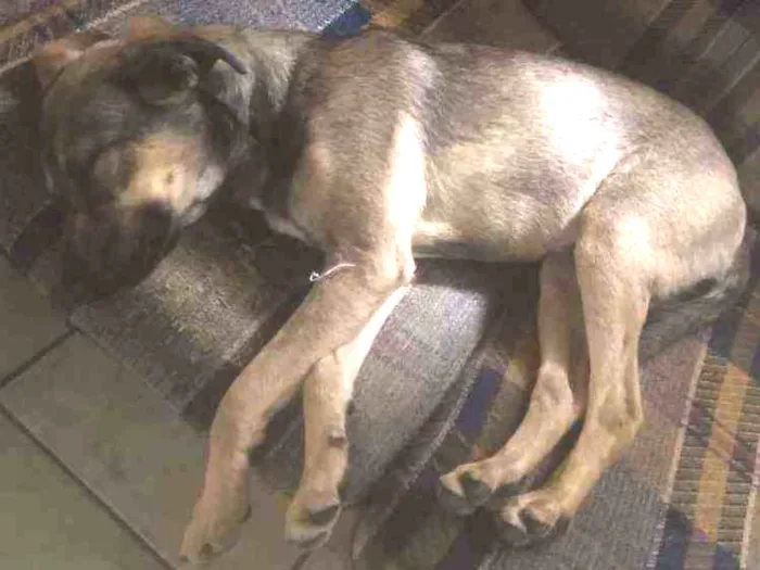 Cachorro raça SRD idade 2 a 6 meses nome Sem nome definido 