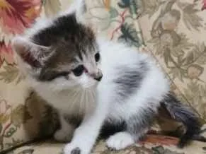 Gato raça SRD-ViraLata idade 2 a 6 meses nome Ariel