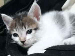 Gato raça SRD-ViraLata idade 2 a 6 meses nome Ariel
