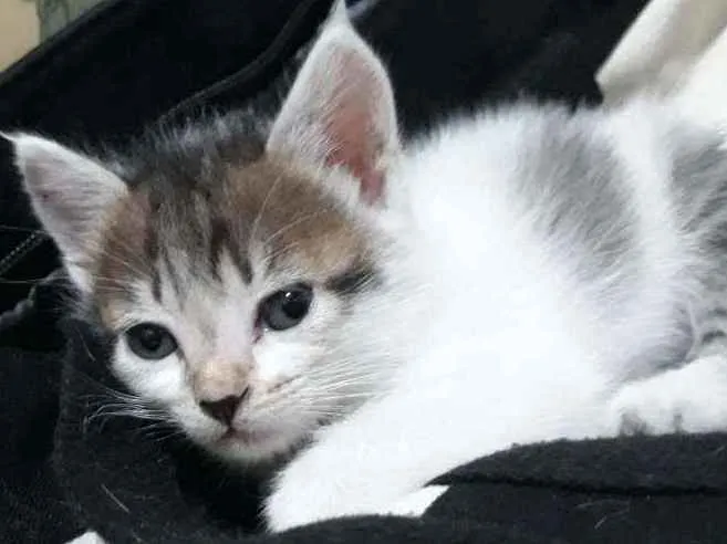 Gato raça SRD-ViraLata idade 2 a 6 meses nome Ariel