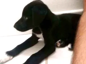 Cachorro raça SRD idade Abaixo de 2 meses nome Escolha