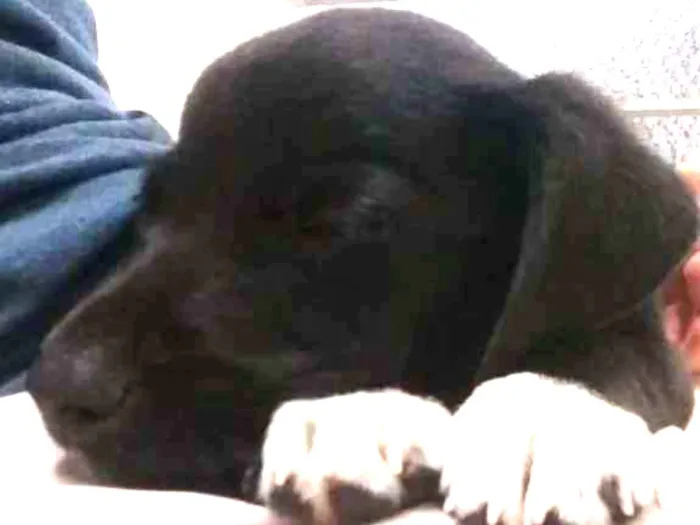 Cachorro raça SRD idade Abaixo de 2 meses nome Escolha