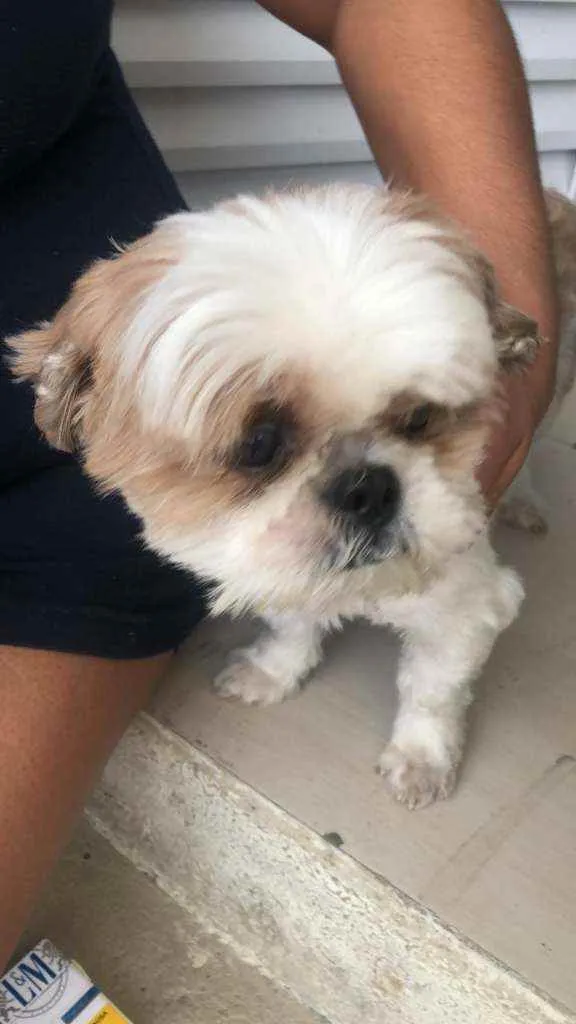 Cachorro raça Shitzu idade  nome ????