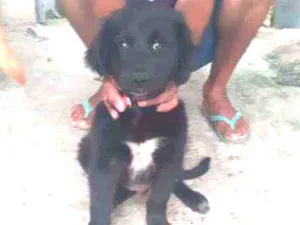 Cachorro raça SRD idade 2 a 6 meses nome Neguinho lindo