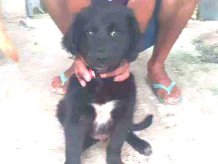 Cachorro ra a SRD idade 2 a 6 meses nome Neguinho lindo