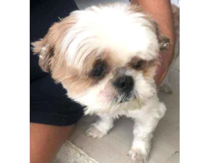 Cachorro raça Shitzu idade  nome ????