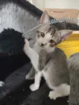 Ioiô