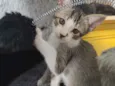 Ioiô