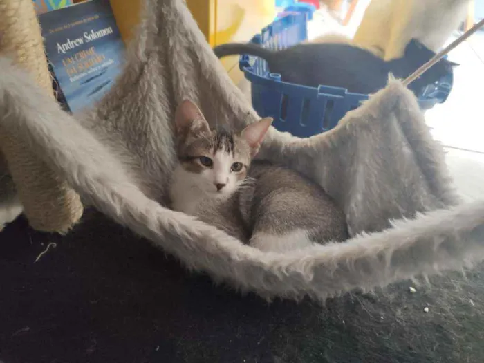 Gato ra a Srd idade 2 a 6 meses nome Irineu