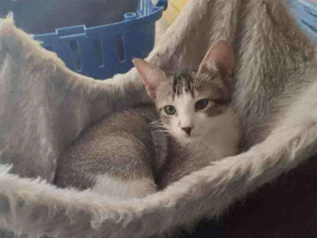 Gato ra a Srd idade 2 a 6 meses nome Irineu