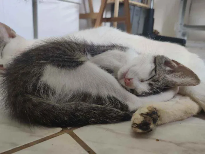 Gato ra a Srd idade 2 a 6 meses nome Irineu